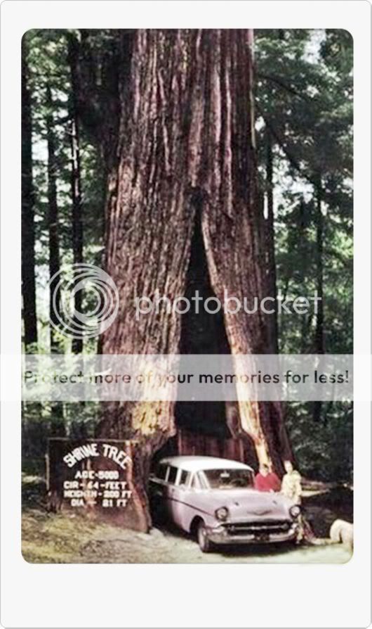 Amazing Giant Trees Around the World