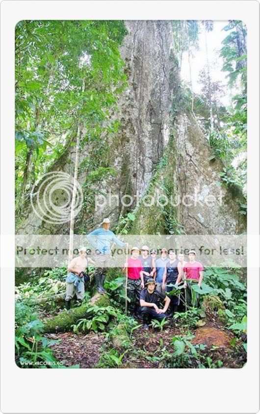 Amazing Giant Trees Around the World
