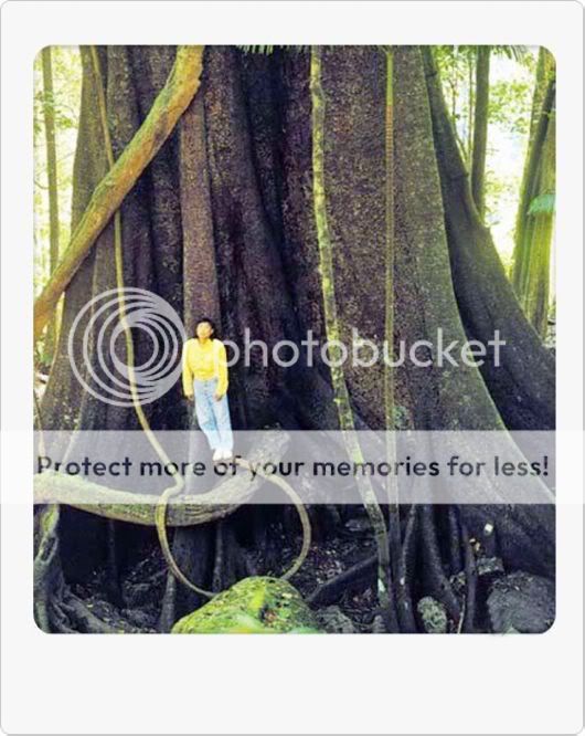 Amazing Giant Trees Around the World