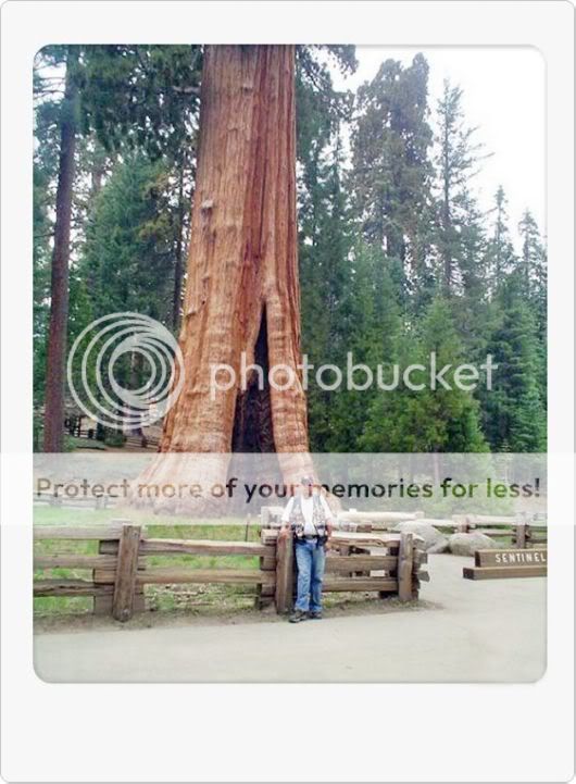 Amazing Giant Trees Around the World