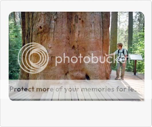 Amazing Giant Trees Around the World