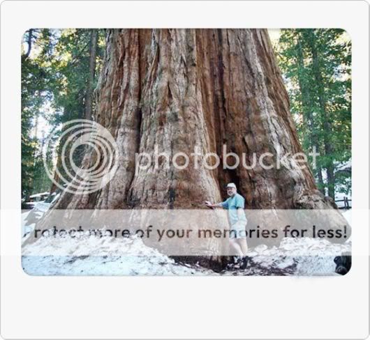 Amazing Giant Trees Around the World