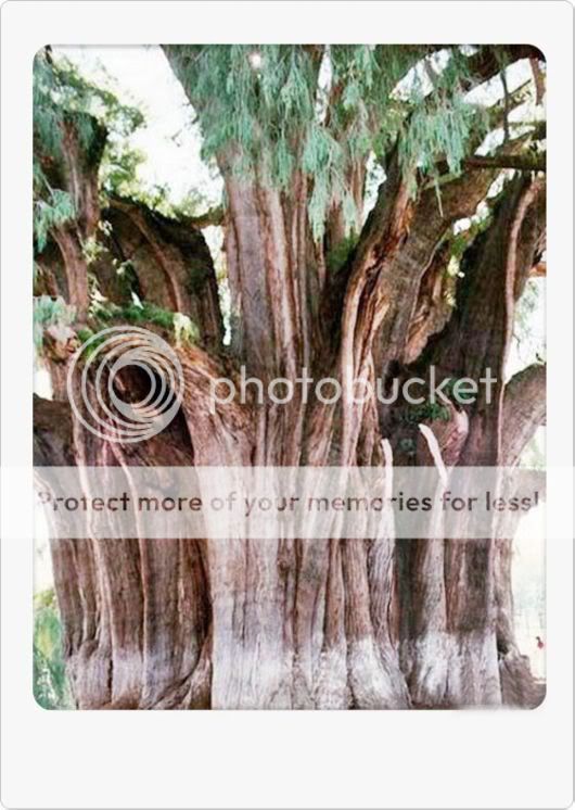 Amazing Giant Trees Around the World