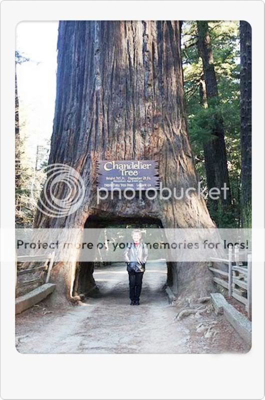 Amazing Giant Trees Around the World