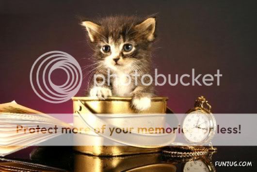 Cute And Funny Animals Photography