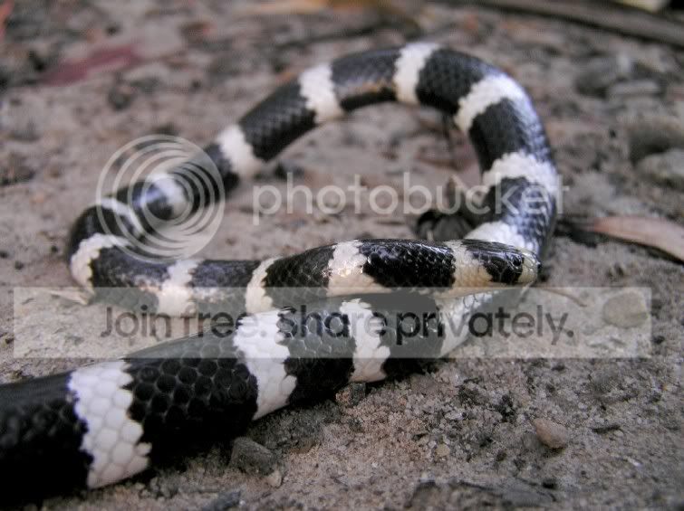 Pinhead syndrome photos. | Aussie Pythons & Snakes Forum